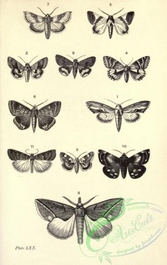butterflies_bw-00218 - black-and-white 070-cucullia, heliothis, acontia, brephos, palindia, dyomyx, plusia, calpe, hyblaea, stilbia