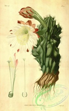 cacti_flowers-00183 - cereus peruvianus monstrosus [3797x6051]