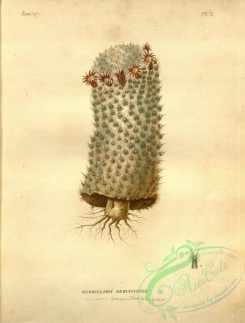cacti_flowers-00190 - mammillaria geminispina, mammillaria acanthoplugma [2883x3797]
