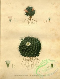 cacti_flowers-00193 - mammillaria pusilla, mammillaria discolor [2883x3797]