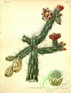 cacti_flowers-00195 - opuntia rosea [2931x3855]