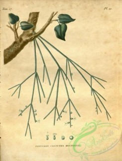 cacti_flowers-00200 - rhipsalis cassytha mociniana [2931x3855]