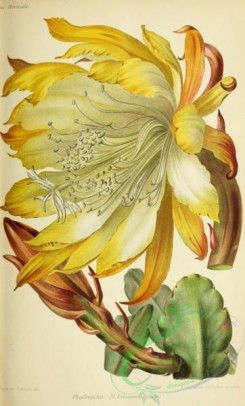 cacti_flowers-00217 - phyllocactus [2908x4807]