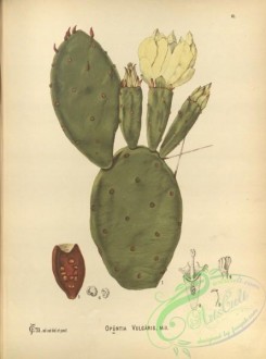 cacti_flowers-00225 - opuntia vulgaris [3134x4225]