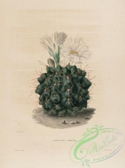 cacti_flowers-00241 - echinocactus gibbosus [3142x4198]