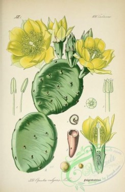 cacti_flowers-00312 - opuntia vulgaris [2066x3174]
