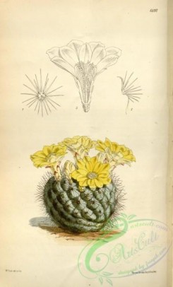 cacti_flowers-00321 - 6097-echinocactus cummingii [2180x3613]
