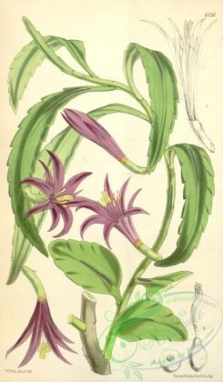cacti_flowers-00322 - 6156-phyllocactus biformis [2037x3486]