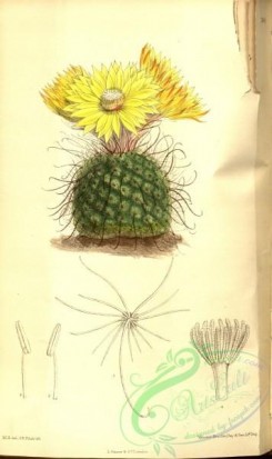 cacti_flowers-00339 - 7840-echinocactus microspermus [2160x3632]