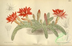 cacti_flowers-00343 - 8426-cereus silvestrii [3536x2286]