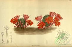cacti_flowers-00344 - 8583-echinocactus minusculus [3300x2147]