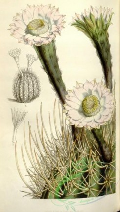 cacti_flowers-00355 - echinopsis campylacantha [2068x3636]
