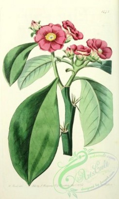 cacti_flowers-00383 - 1473-pereskia bleo, Rose-coloured Pereskia [2113x3514]