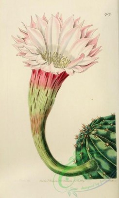 cacti_flowers-00393 - 1717-echinocactus oxygonus, Sharp-angled spiny Cactus [2125x3534]
