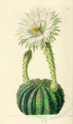 cacti_flowers-00402 - 031-echinocactus eyriesii glaucus, Glaucous Sweet-scented Porcupine Cactus [2026x3421]