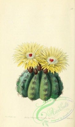 cacti_flowers-00403 - 042-echinocactus ottonis, Mr Otto's Spiny Cactus [2026x3421]