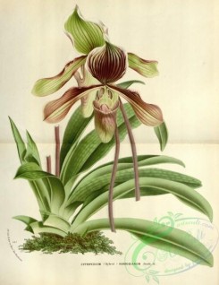 cacti_flowers-00418 - cypripedium harrisianum [3659x4745]