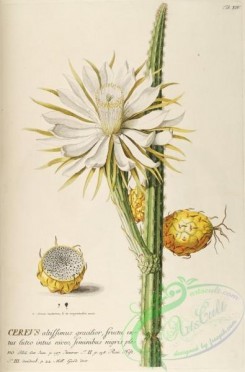 cacti_flowers-00424 - cereus altissimus [2416x3666]