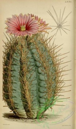 cacti_flowers-00534 - 4634-echinocactus rhododophthalmus ellipticus, Red-eyed Echinocactus elliptical variety [2094x3529]