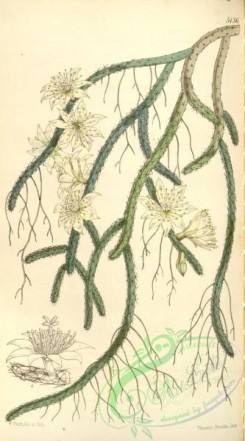 cacti_flowers-00539 - 5136-rhipsalis sarmentacea, Sarmentose Rhipsalis [1980x3562]