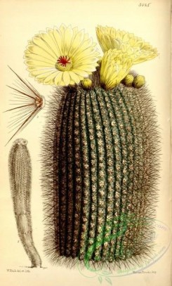 cacti_flowers-00541 - 5445-echinocactus scopa, Broom Echinocactus [2144x3557]