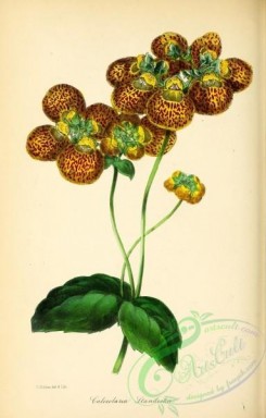 calceolaria-00001 - Mr Standish's Slipper-wort, calceolaria standishii [2837x4442]