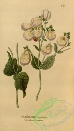 calceolaria-00002 - calceolaria crytherion [1931x3388]