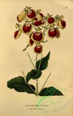 calceolaria-00006 - calceolaria tormosa [2123x3377]