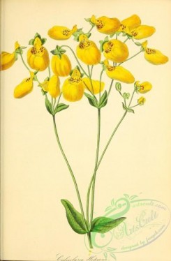 calceolaria-00016 - Mr Hope's Slipper-wort, calceolaria hopeana [2948x4500]