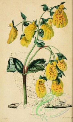 calceolaria-00027 - calceolaria pendula [2097x3498]