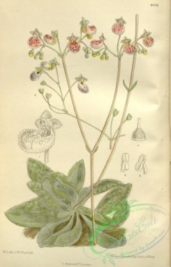 calceolaria-00052 - 8416-calceolaria cana [2269x3534]