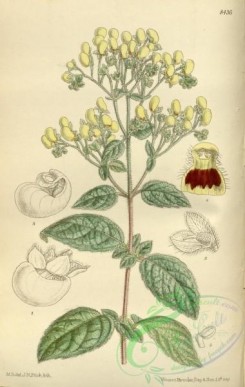calceolaria-00053 - 8436-calceolaria forgetii [2235x3525]