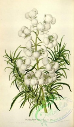 calceolaria-00054 - calceolaria alba [2143x3665]