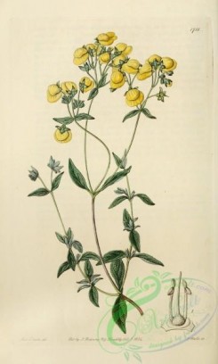 calceolaria-00079 - 1711-calceolaria polifolia, White-leaved Slipperwort [2125x3534]