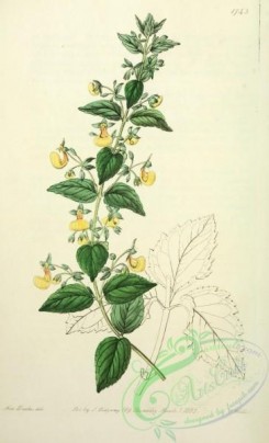 calceolaria-00081 - 1743-calceolaria angustiflora, Narrow-flowered Calceolaria [2545x4187]