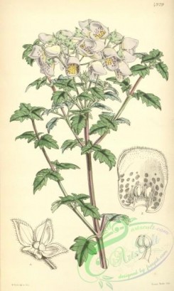 calceolaria-00118 - 4929-calceolaria violacea, Pale-purple Calceolaria [2073x3458]