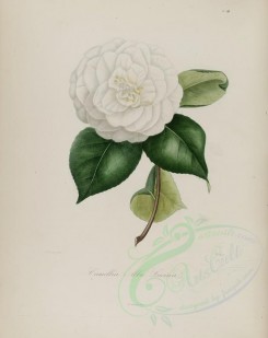 camellias_flowers-00003 - camellia alba lucina [3048x3838]