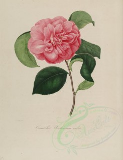 camellias_flowers-00008 - camellia berlesiana rubra [2840x3692]