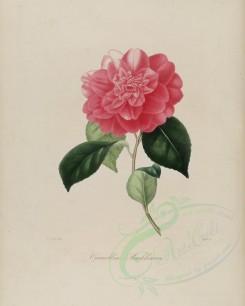 camellias_flowers-00012 - camellia buckliana [2993x3735]