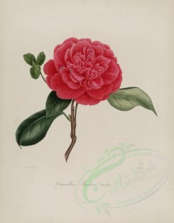 camellias_flowers-00013 - camellia bucksii vera [2889x3695]
