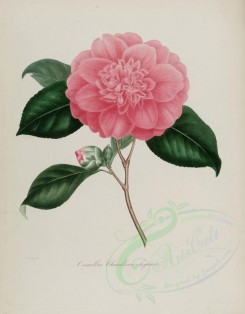 camellias_flowers-00017 - camellia chandlerii elegants [2849x3644]