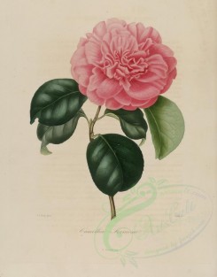 camellias_flowers-00038 - camellia formosa [2920x3727]