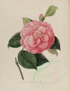 camellias_flowers-00040 - camellia frederic le grand [2849x3692]