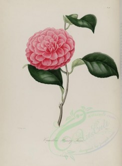 camellias_flowers-00044 - camellia henry favre [2834x3838]
