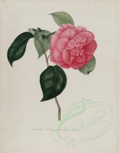 camellias_flowers-00045 - camellia hexangularis monstruosa [2889x3695]