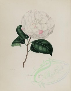camellias_flowers-00049 - camellia imbricata alba [2889x3695]