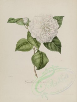 camellias_flowers-00070 - camellia picturata [2785x3692]