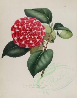 camellias_flowers-00072 - camellia presley's victoria or camellia queen victoria vera [2920x3727]