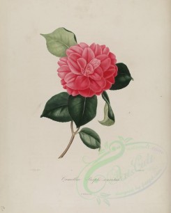 camellias_flowers-00077 - camellia purple waratah [2961x3695]