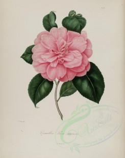 camellias_flowers-00081 - camellia rosa sinensis [3048x3838]